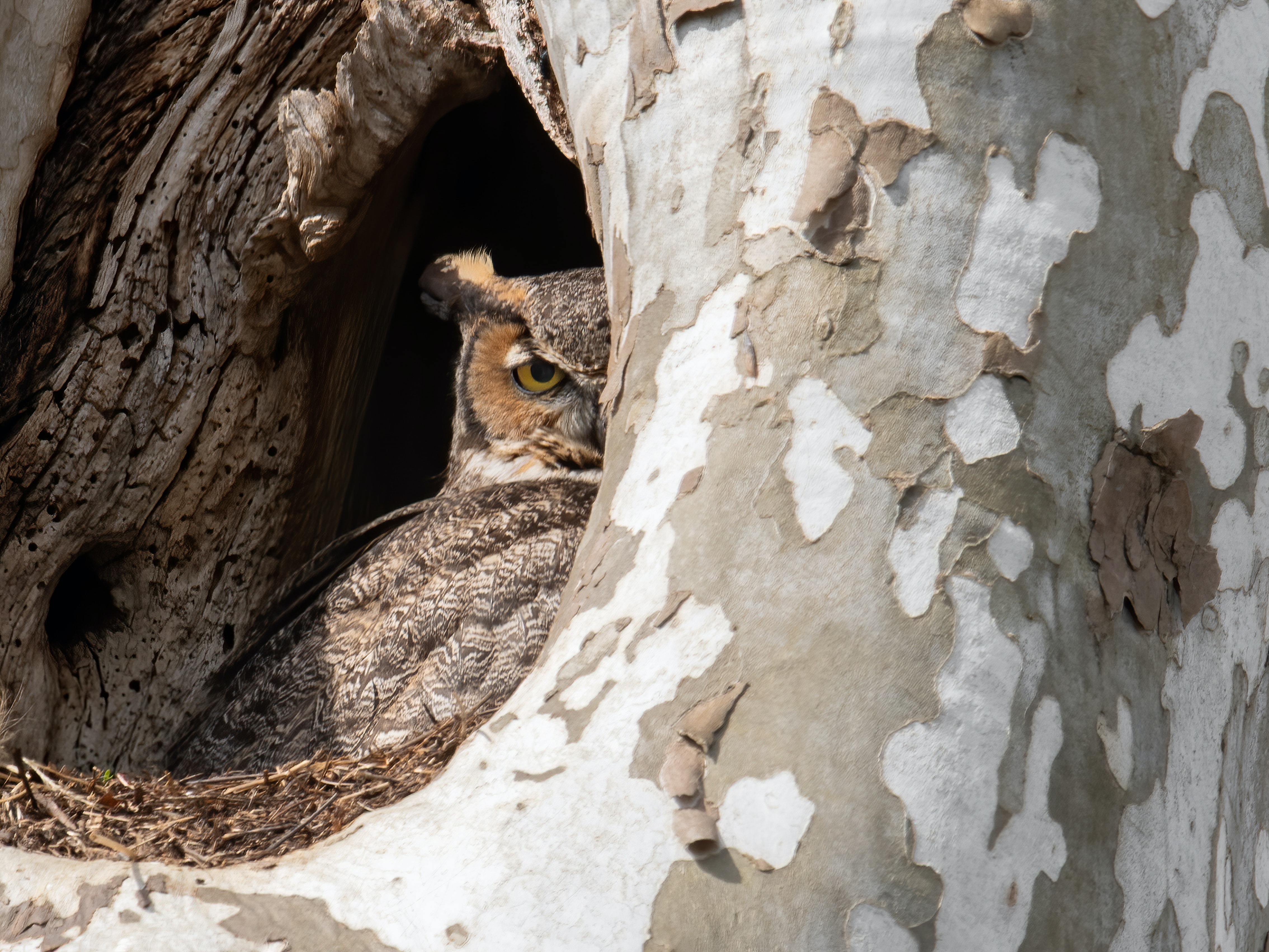 Image of a beautifully camouflaged barn owl looking out from the large hollow of the very mature tree only the right side of the owl’s head and its right wing are showing as it casts its intelligent mindful gaze at the photographer